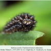 melitaea aurelia daghestan larva final 1